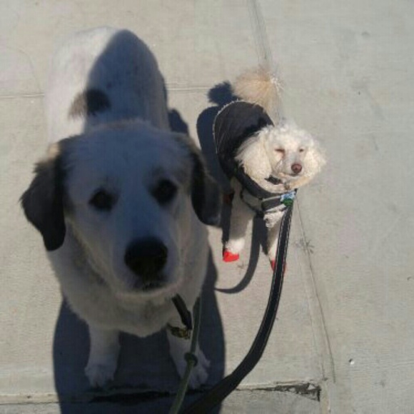 Meet your Posher, Lara - Picture 6 of 7